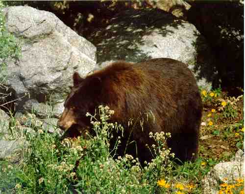 Picture of Bear near MMT